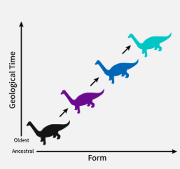 <p>gradual phyletic change where evolutionary changes accumulate slowly in a lineage as the environment shifts overtime </p>