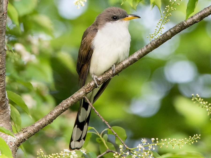 <p>Yellow-billed Cuckoo</p>