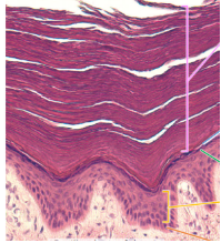 <p>what is this?</p>