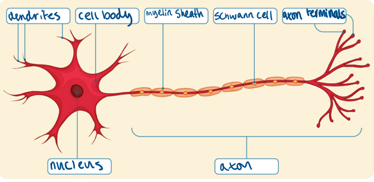 knowt flashcard image