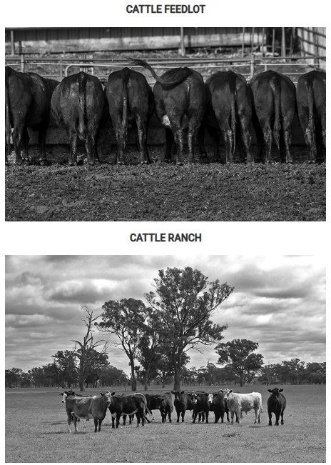 <p><span><span>The two images represent two different methods of raising livestock in the United States. Which of the following statements most accurately compares these two agricultural practices?</span></span></p>