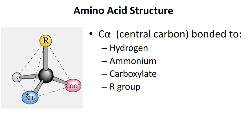 <p>Central C with –NH₂, –COOH, –H, and R group.</p>