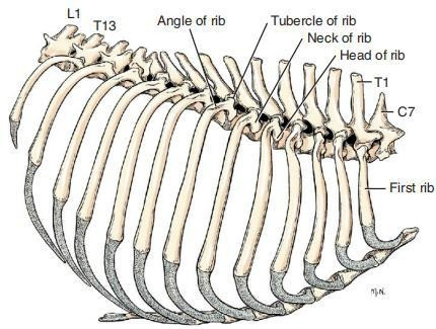 <p>Tubercle of the rib near the neck.</p>