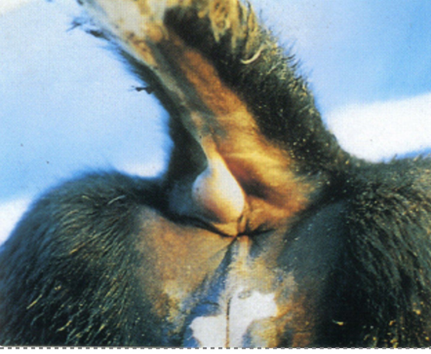 <p>What type of hypersensitivitiy is demonstrated by this reaction?</p>