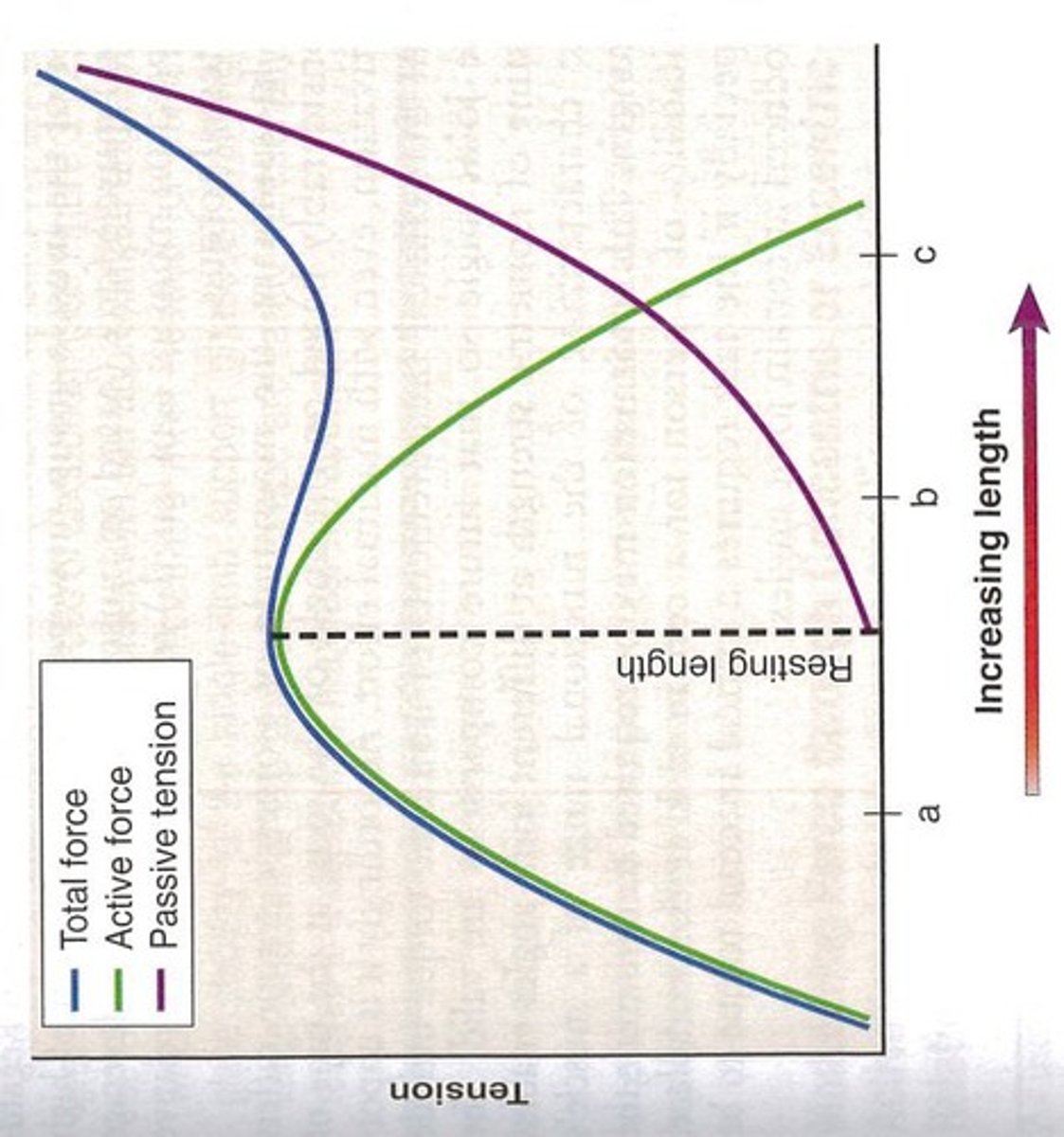<p>It illustrates the relationship between muscle length and the force it can produce during contraction.</p>