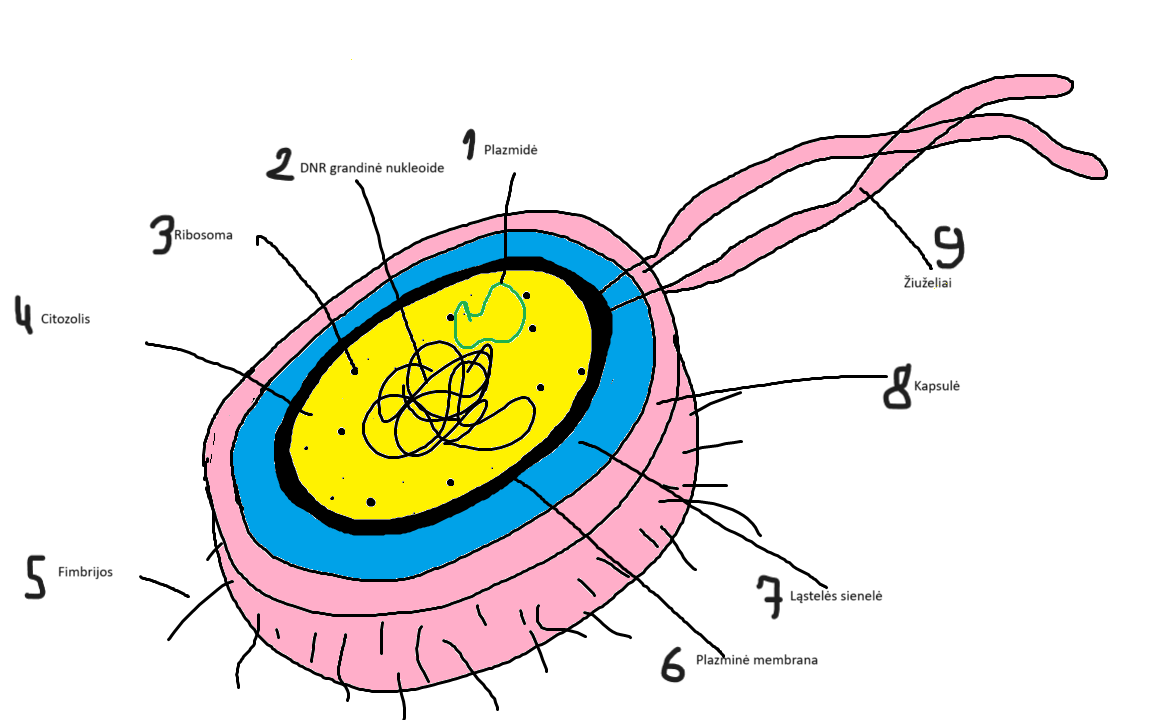 knowt flashcard image