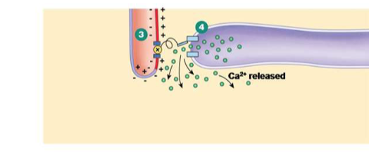 <p>Explain the fifth step of excitation-contraction coupling.</p>