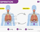<p><span>Breathing creates oxygen that is used by ur cells to produce energy in a process called cellular respiration. Then the waste product carbon dioxide is breathed out.&nbsp;</span></p>