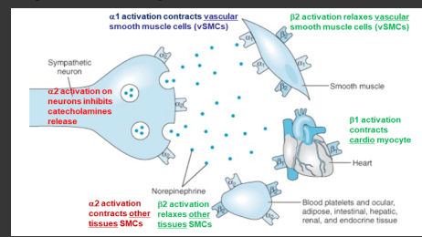 <p>"α-adrenergic receptors<br>- α1 and α2<br><span><span>β-adrenergic receptors<br></span></span>- <span><span>β1 and β2</span></span></p>