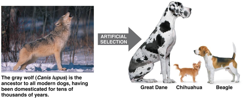 <p>Artificial selection is the process by which humans choose specific traits to be passed on by selectively breeding organisms.</p><ul><li><p>example: selecting plants such as broccoli</p></li></ul><p></p>
