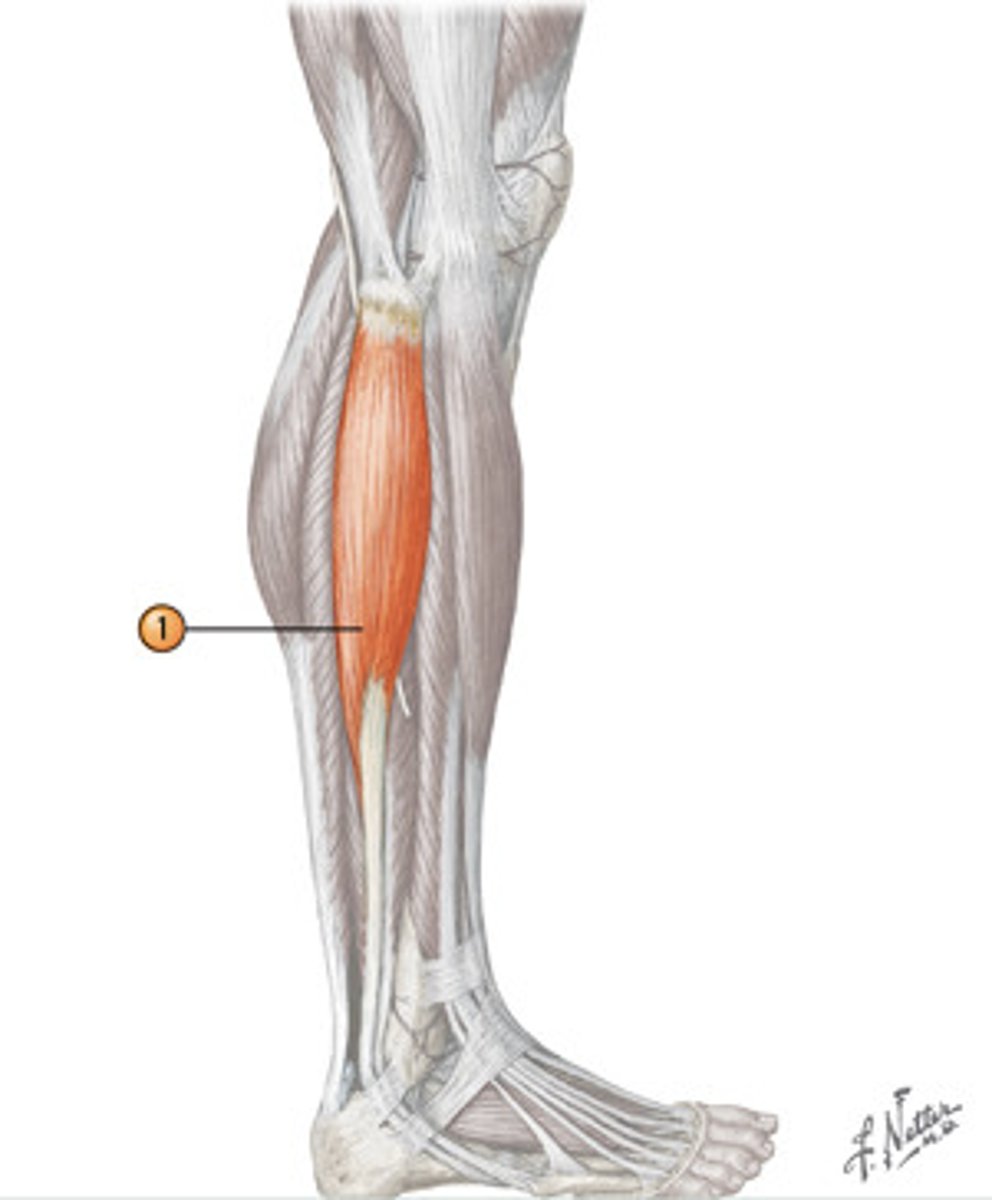 <p>plantar flexes and everts foot</p>