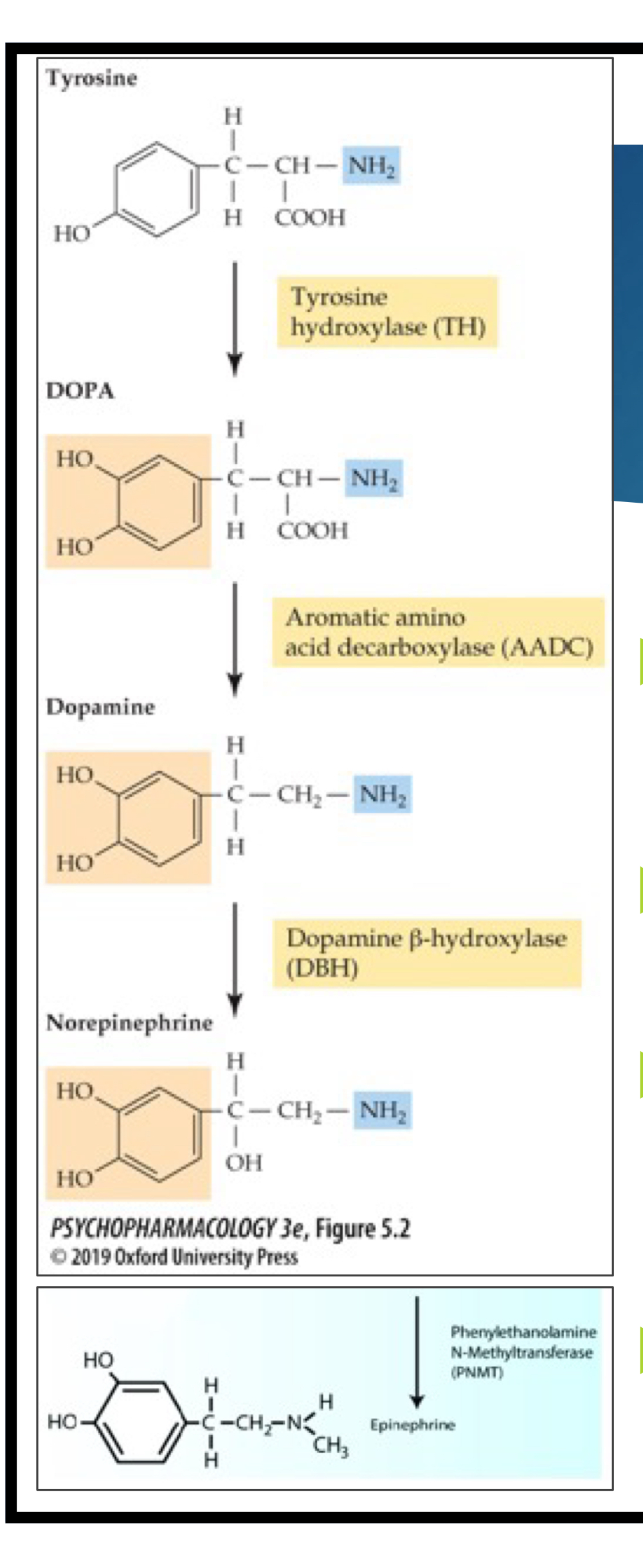 <ol><li><p>tyrosine (amino acid) is converted by enzyme tyrosine hydroxylase (TH) into L-DOPA</p></li><li><p>L-DOPA is the precursor to DA. It is converted to DA via AADC enzyme. </p></li><li><p>DA is converted to NE via dopamine B-hydrozylase enzyme (DBH)</p></li><li><p>NE is converted into EPI via PNMT enzyme </p></li></ol><p></p>