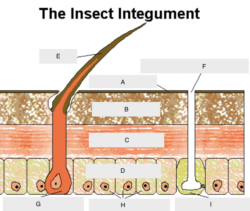 <p>I?</p>
