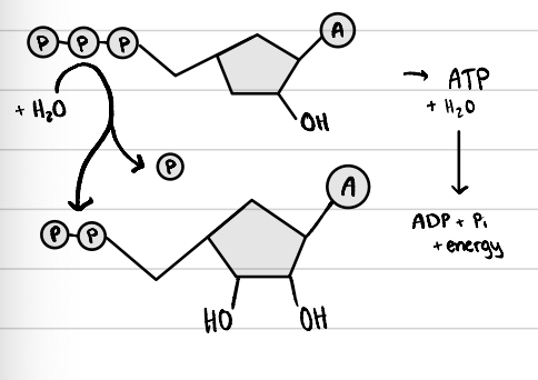 <p>ATP + H2O → ADP + Pi + energy</p><ul><li><p>goes from less stable ATP to more stable ADP</p></li><li><p>exergonic process</p></li></ul><p></p>