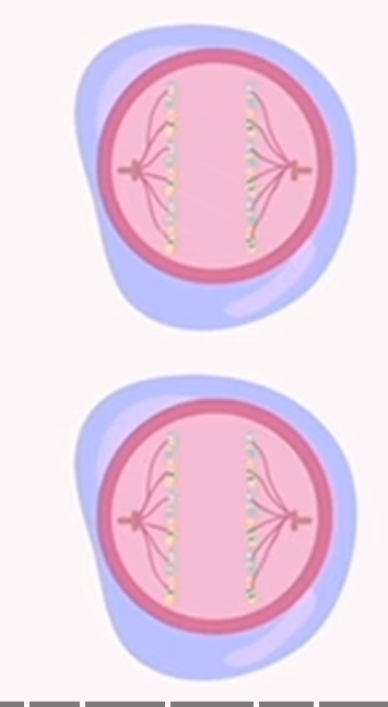 <p>meiosis: anaphase 2</p>