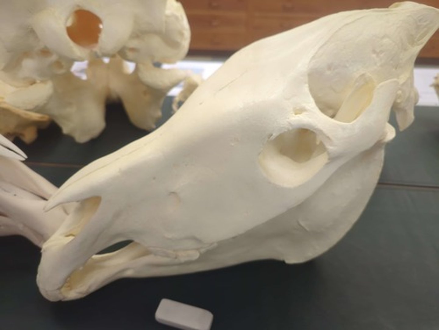 <p>What animal is this? Answer with "Skull" after animal name.</p>