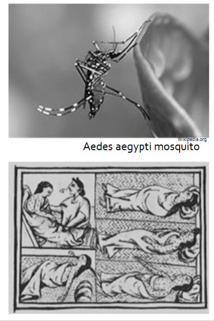 <p>New diseases decimated</p><p>Indigenous populations</p><p>• Smallpox</p><p>• Measles</p><p>• Typhoid fever</p><p>• Bubonic plague (Black Death)</p><p>• Yellow fever</p><p>• Malaria</p><p>• Influenza</p><p>• Many of these diseases were transmitted by a new species of mosquito</p><ul><li><p>&nbsp;Aedes aegypti</p></li><li><p>&nbsp;Native to Africa</p></li><li><p>&nbsp;Spread throughout the Americas by European sailors emptying and refilling water barrels from transoceanic voyages</p></li><li><p>Now they also spread Zika, Dengue and Chinkungunya</p></li></ul><p></p>