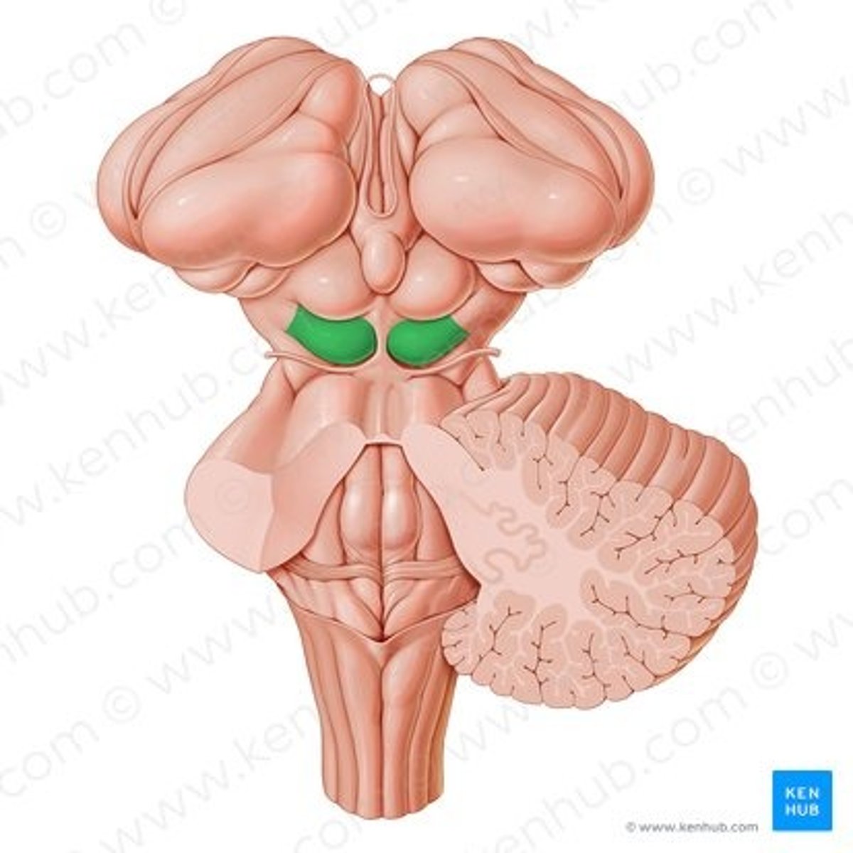 <p>the two inferior bumps of the tectum. Responsible for auditory reflexes</p>