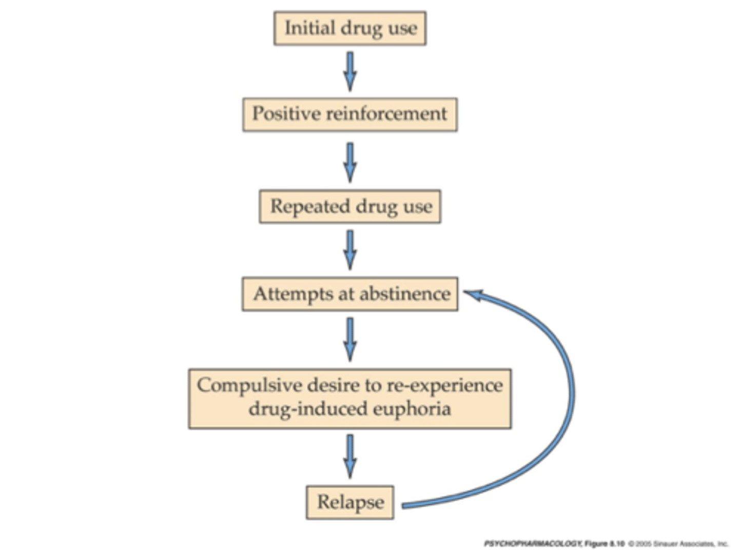 <p>Euphoria from drug acts as reward</p><p>Positively reinforces future use</p>