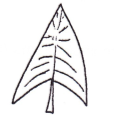 <p>Shape of leaf?</p>
