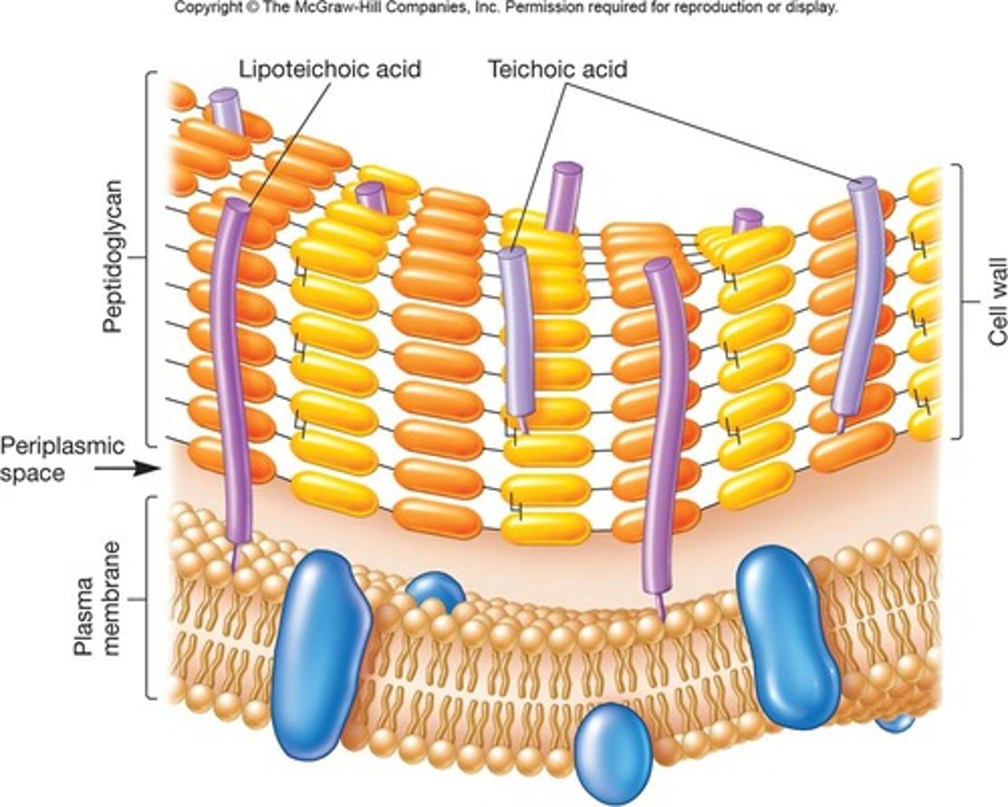 <p>Also found in gram-positive cell walls</p><p>Provides an unknown function</p><p>Human immune system is activated by this substance</p>