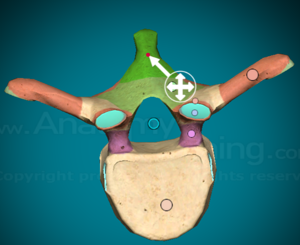 <p>the large, slender, most posterior projection that comes out of the vertebra</p>