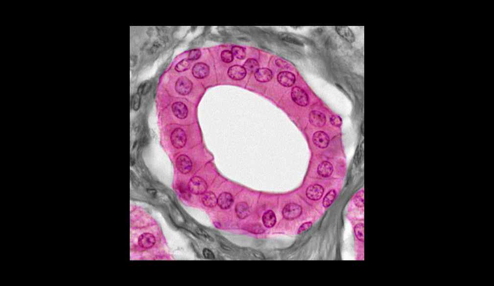 <p>What epithelial is highlighted</p>