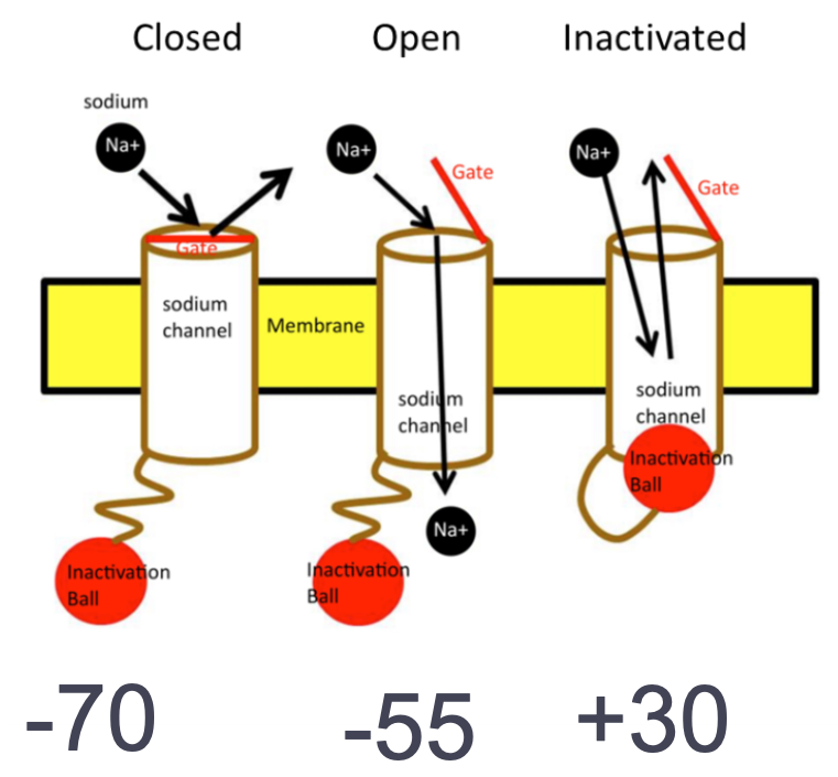 
1. At resting membrane potential (-70mV)

   
   1. Closed 

      
      1. Active = closed 
      2. Inactive = open 
2. At action potential threshold (-55mV) 

   
   1. Open

      
      1. Active = open 
      2. Inactive = open 

         
         1. Depolarizes to -55mV

            
            1. Sodium rushes into cell 
            2. Membrane potential rises 
3. At refractory period (+30mV) 

   
   1. Inactive

      
      1. Active = open 
      2. Inactive = closed 

         
         1. Inactivated at +30mV