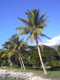 <p>Coconut</p>
