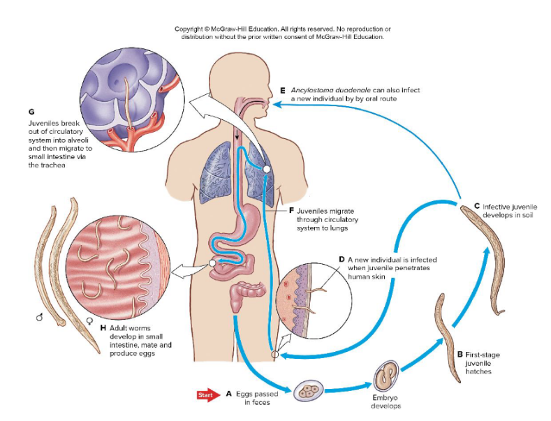 <p>Hookworm </p>