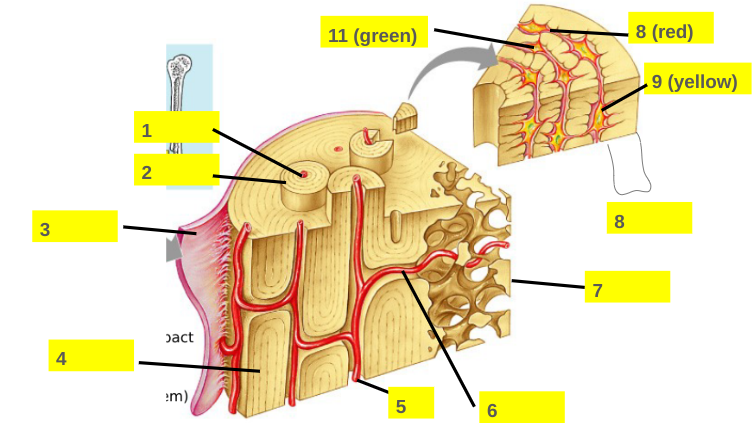 <p>8</p>