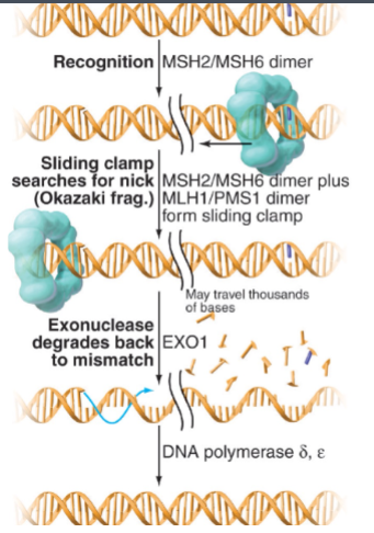 <ol><li><p>MSH2/MSH6 detect the error</p></li><li><p>A sliding clamp forms and locates the nearest single-strand nick.</p></li><li><p>DNA is exonucleolytically degraded until the mismatch</p></li><li><p>DNA polymerase δ/ε resynthesizes the correct strand.</p></li><li><p>DNA ligase seals the nick</p></li></ol><p></p>