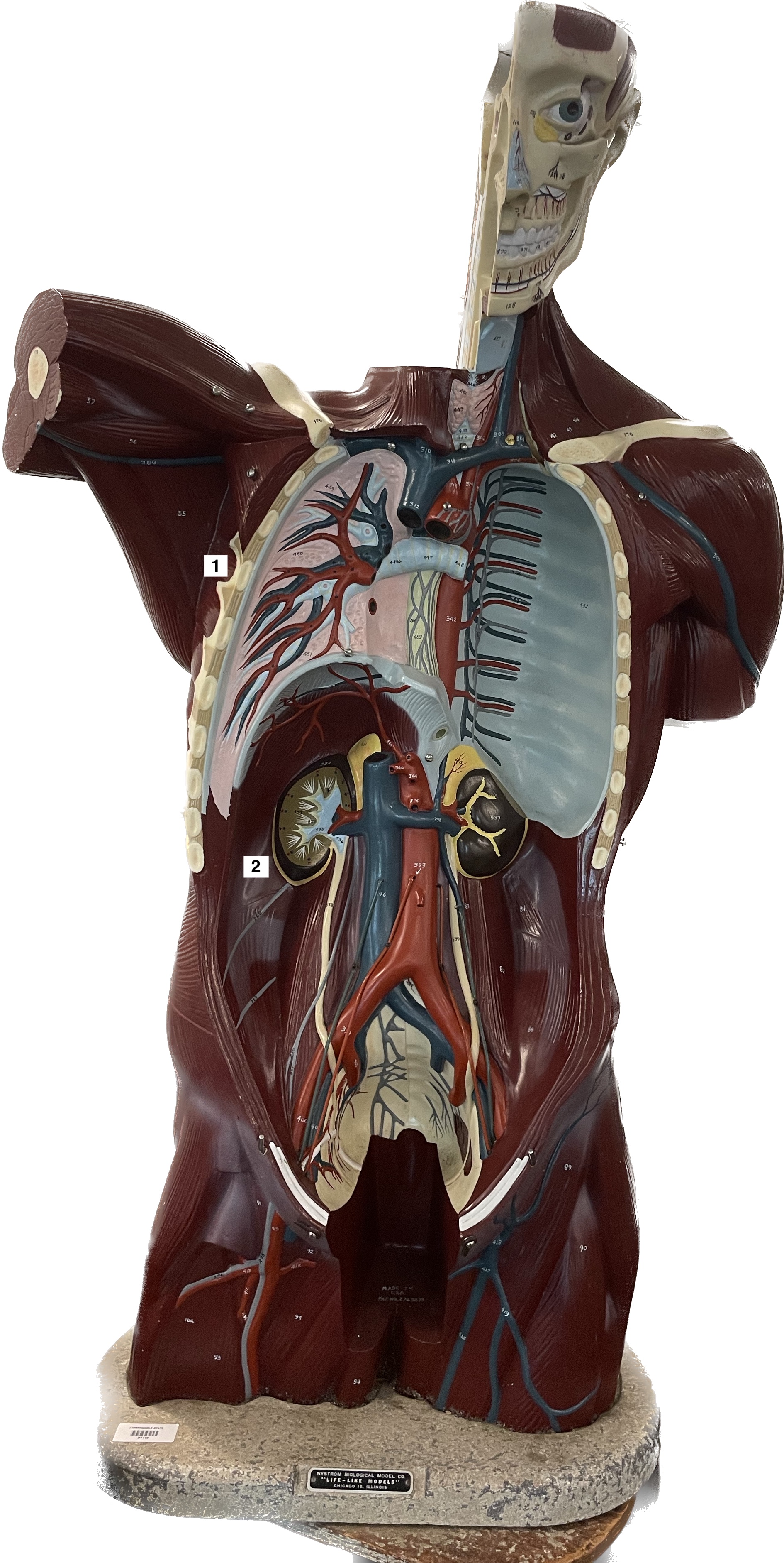 serratus anterior - abducts scapula