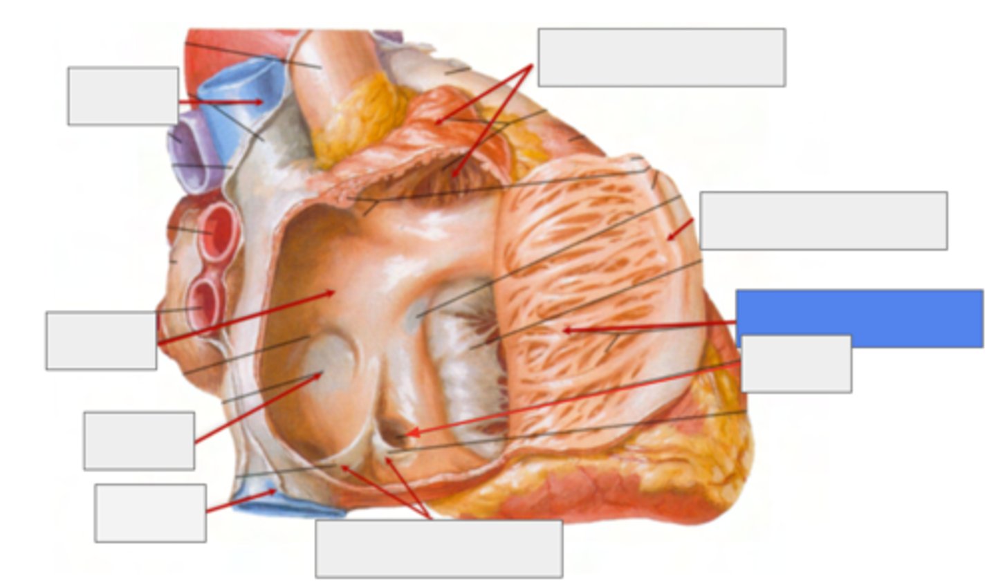 <p>Musculi pectinati </p><p>TRABECULATED WALL VS THE SMOOTH INTERIOR PART OF THE ATRIA</p>