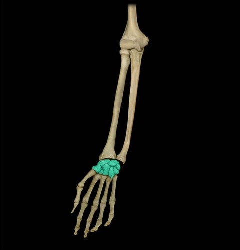 <p>Small bones of the hand that help create the wrist joint</p>