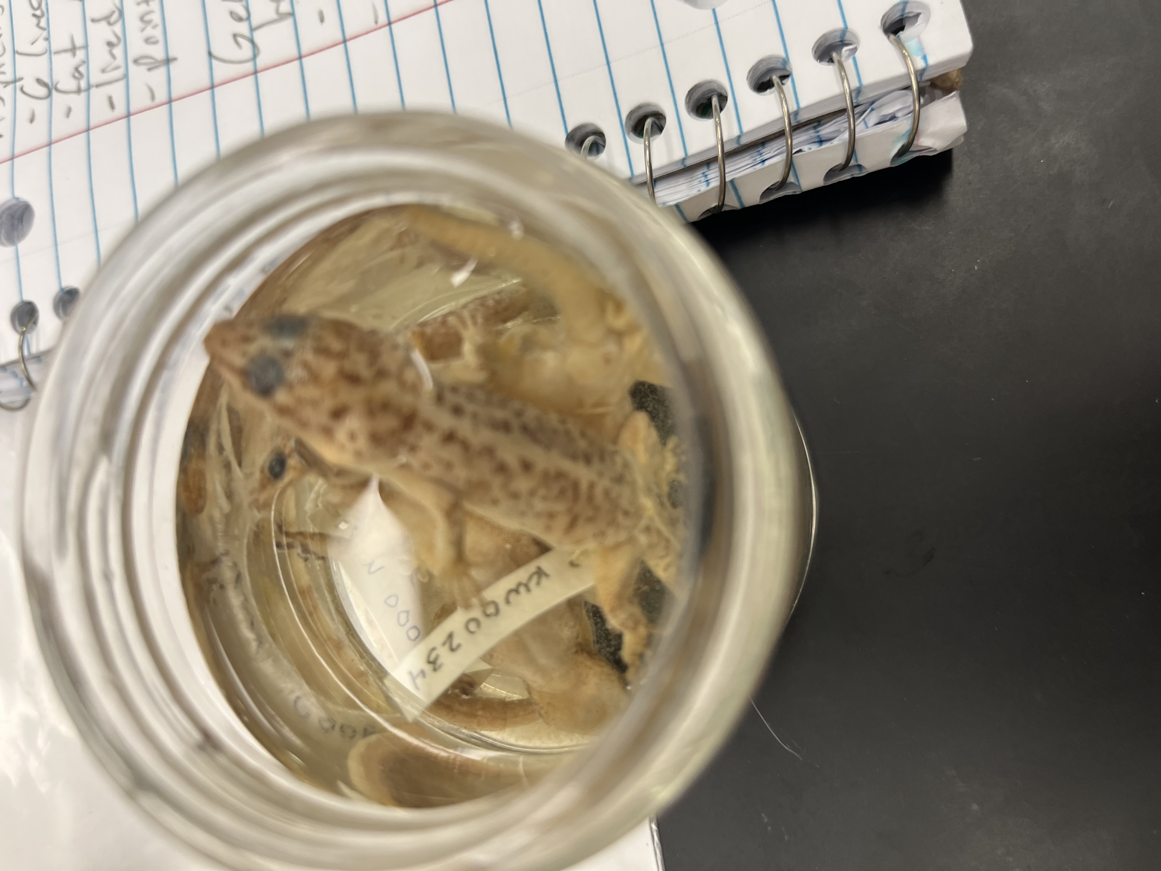 <ul><li><p>light tan</p></li><li><p>pointed head</p></li><li><p>black eyes</p></li><li><p>speckled back with stripe breaking up</p></li></ul><p></p>