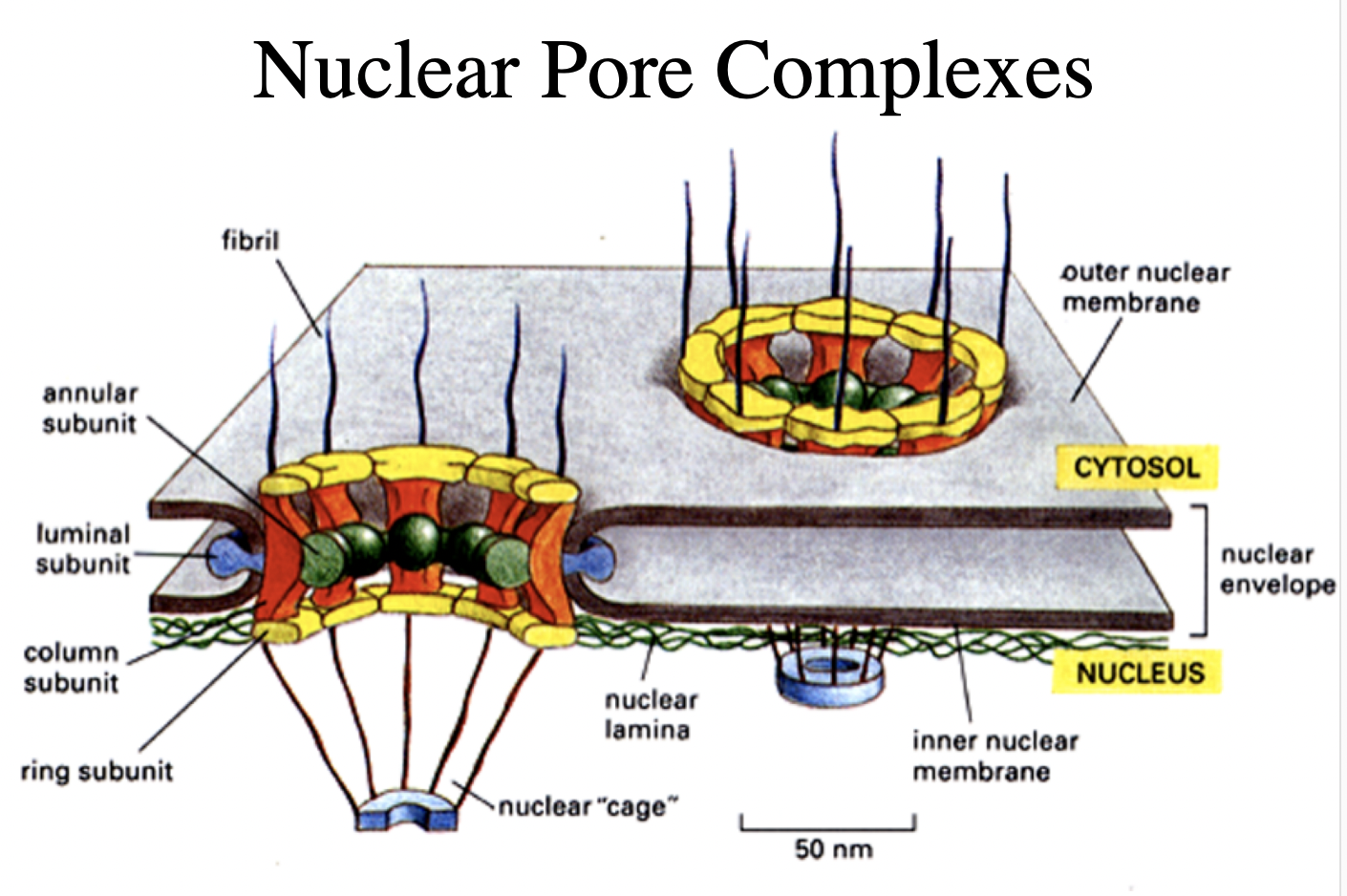 <ul><li><p>nuclear pore complexes</p></li></ul><p></p>
