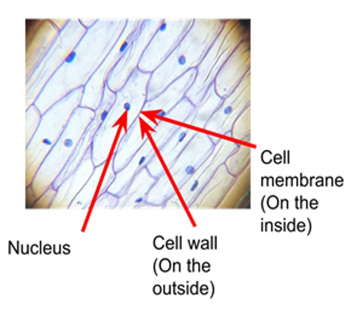 <p>Draw a diagram with a sharp pencil. Do not use sketchy lines or shading.</p><p>Include a scale bar. Annotate visible structures.</p>