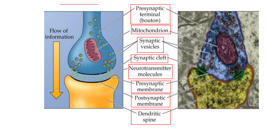 <p>Presynaptic terminal (bouton)</p><p>Mitochondrion</p><p>Synaptic vesicles</p><p>Synaptic cleft</p><p>Neurotransmitter molecules</p><p>Presynaptic membrane</p><p>Postsynaptic membrane</p><p>Dendritic spine</p>