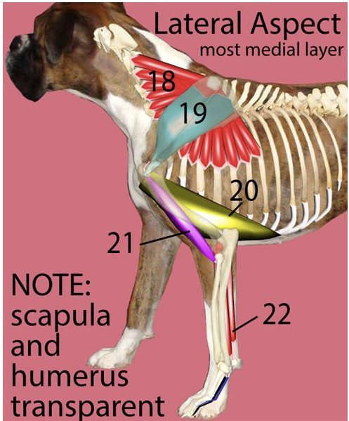 <p>Muscles of the <u>left throacic limb, lateral aspect</u> → <strong>#22</strong></p>