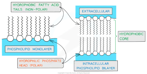 <ul><li><p>In water, phospholipids form <strong>monolayers or bilayers</strong> due to their amphipathic nature.</p></li><li><p>In bilayers, hydrophobic tails face inward, creating a <strong>hydrophobic core</strong>, while hydrophilic heads face outward, interacting with water.</p></li><li><p>This bilayer structure is crucial for forming the <strong>cell membrane</strong>, acting as a barrier to water-soluble substances while allowing compartmentalization of cellular functions.</p></li></ul><p></p>