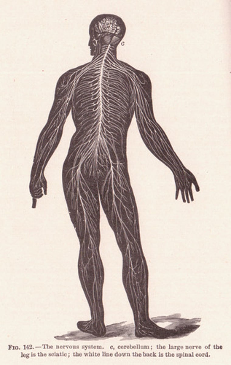 <p>body</p>