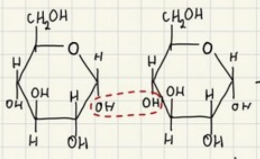 <p>Monomer + monomer</p>