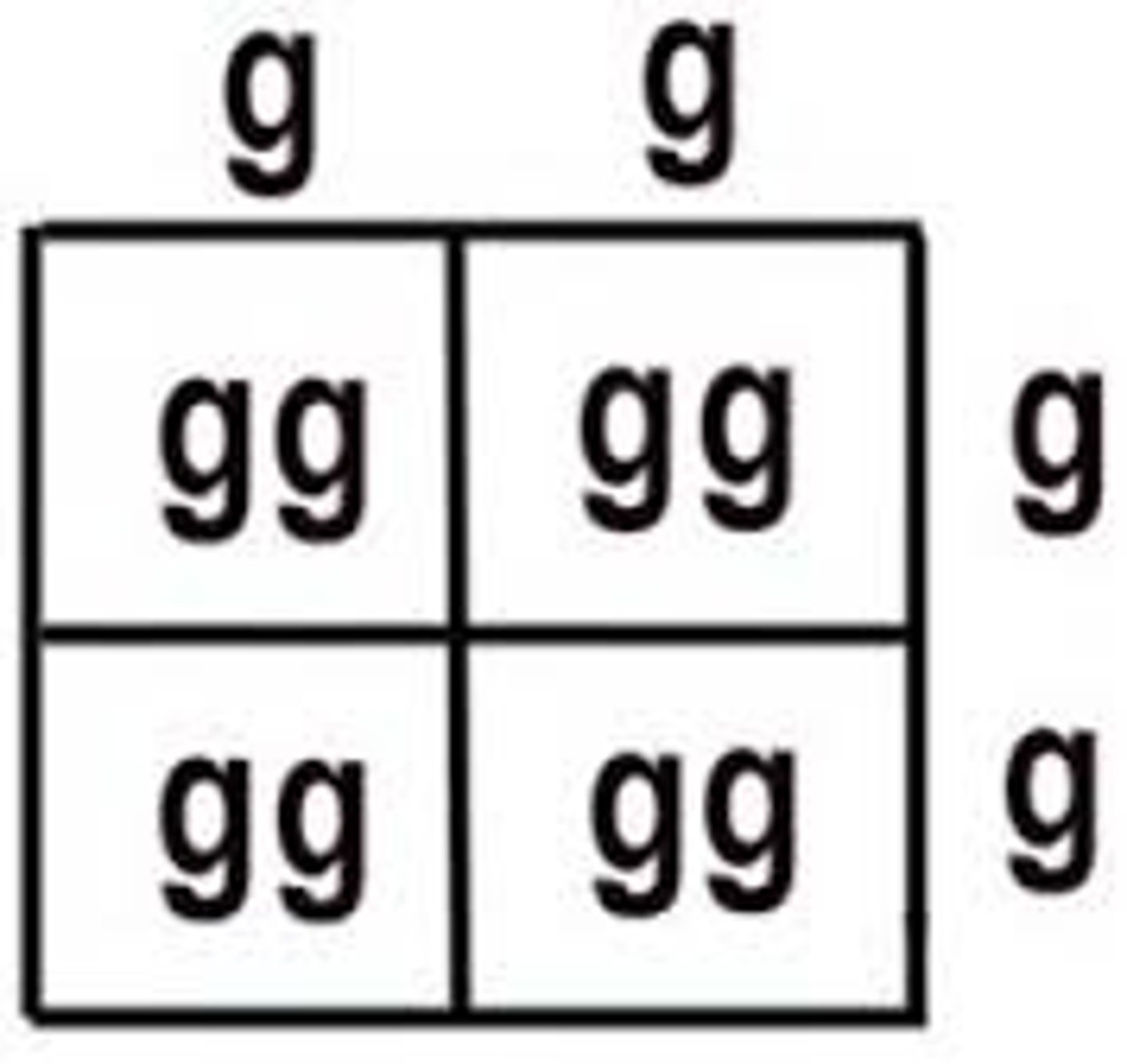 <p>Having two identical recessive alleles for a gene</p>