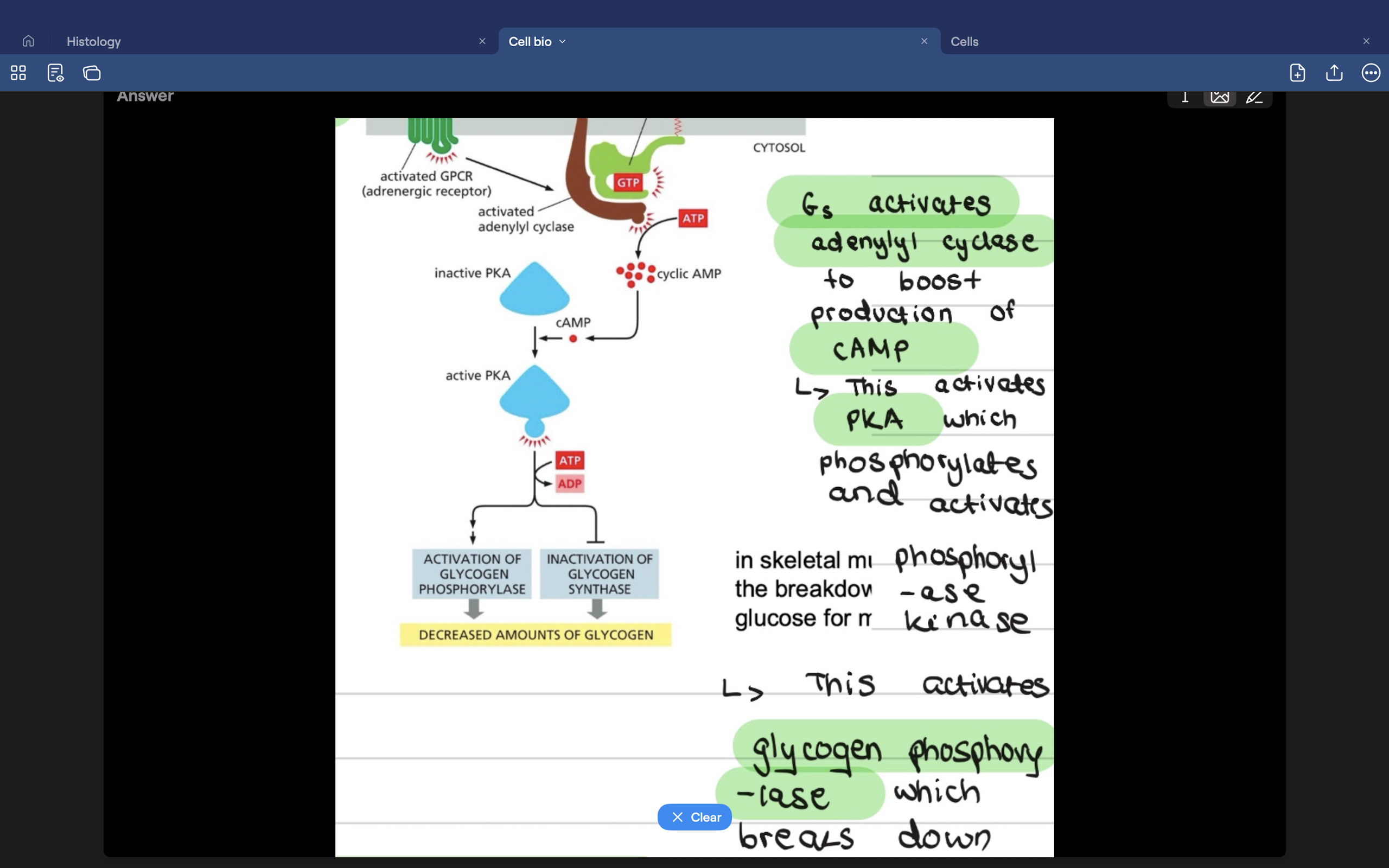 knowt flashcard image