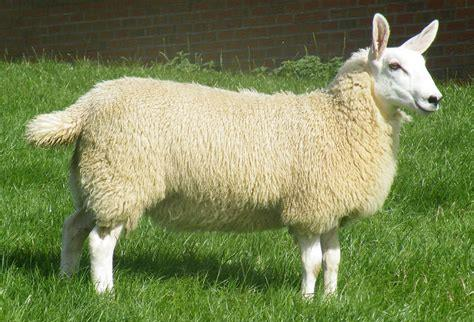 <ul><li><p>like a rabbit and produce lots of wool</p></li><li><p>looks like a rabbit</p></li></ul><p></p>