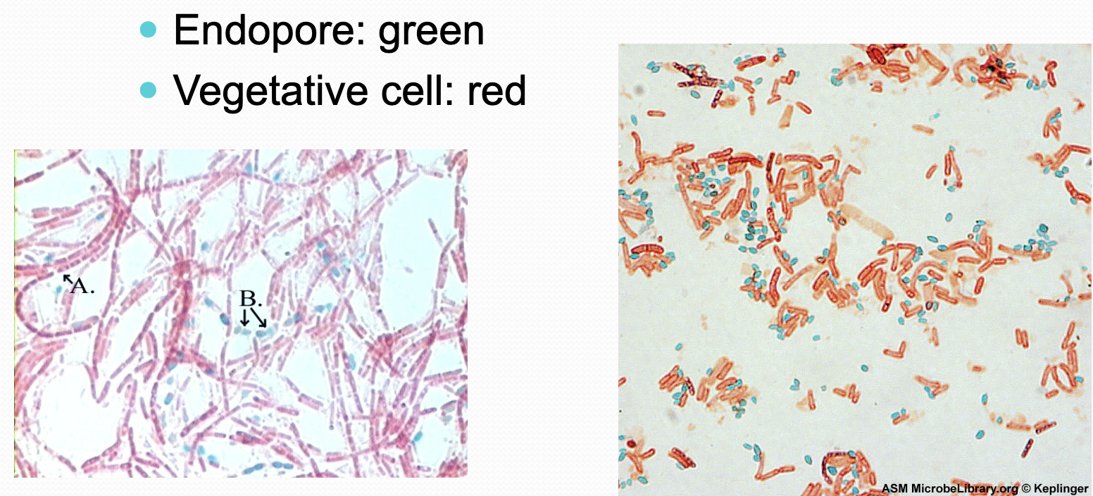 Remember the only bacteria that requires an endospore stain is Bacillus subtilis 