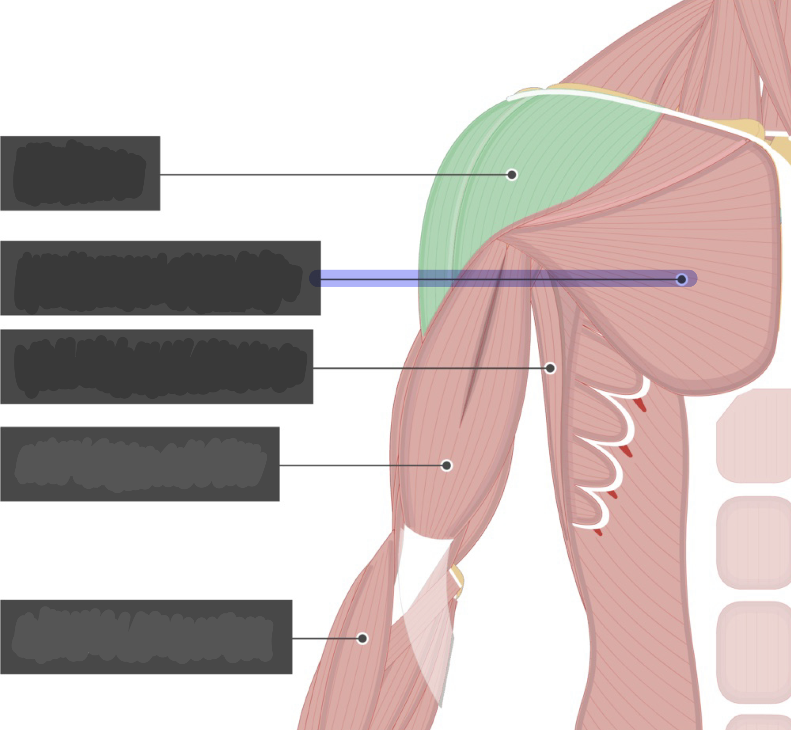 <p>Flexion, ADduction and medial rotation of shoulder (humerus)</p>
