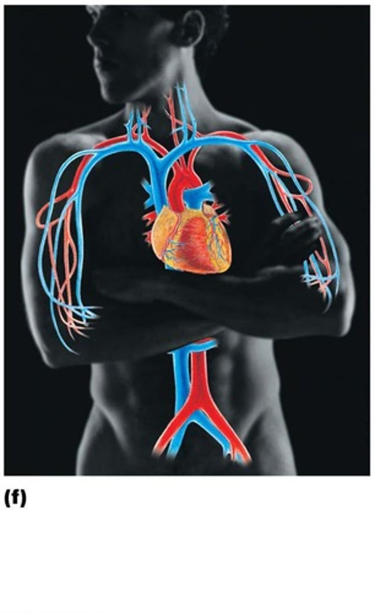 <p>Heart: four-chambered pump; Blood vessels: arteries, arterioles, capillaries, venules, and veins</p>