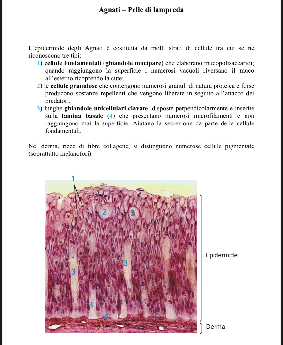 <p>Pelle di lampreda</p>
